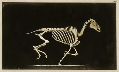 Skelett eines laufenden Pferdes